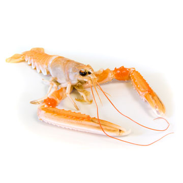Norway lobster, Langoestine